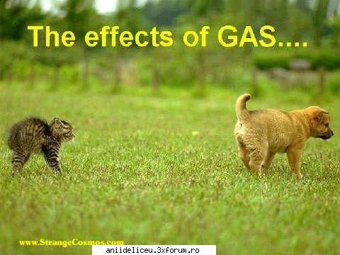 Imagini Funny - saf - Distractzie