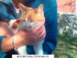Poze - un pisu cute d la tzara - Chat
