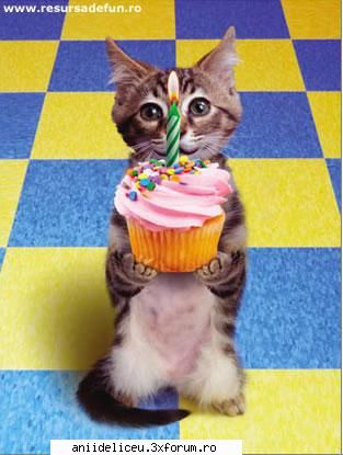 felicitari... - toc_ceapa - Distractzie